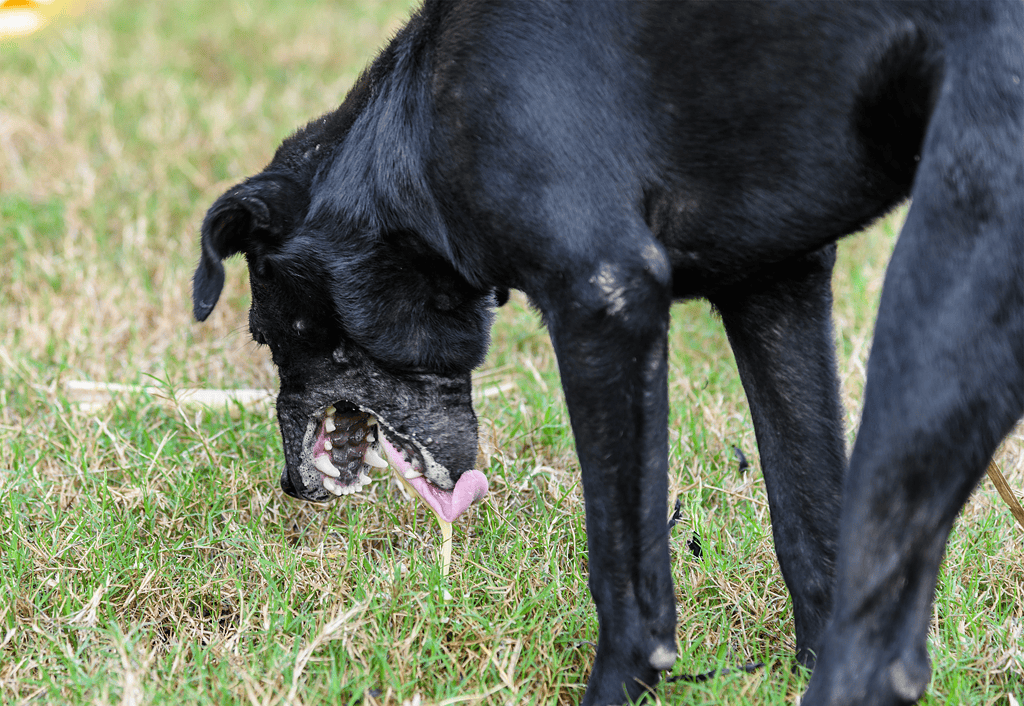 Dog fixing.com: dog playing fetch in grassy yard, active canine enjoying outdoor fun.