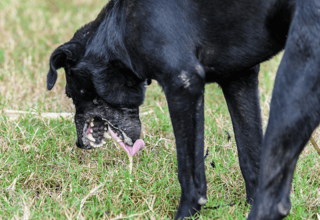 Dog training and behavior correction services for dogs.