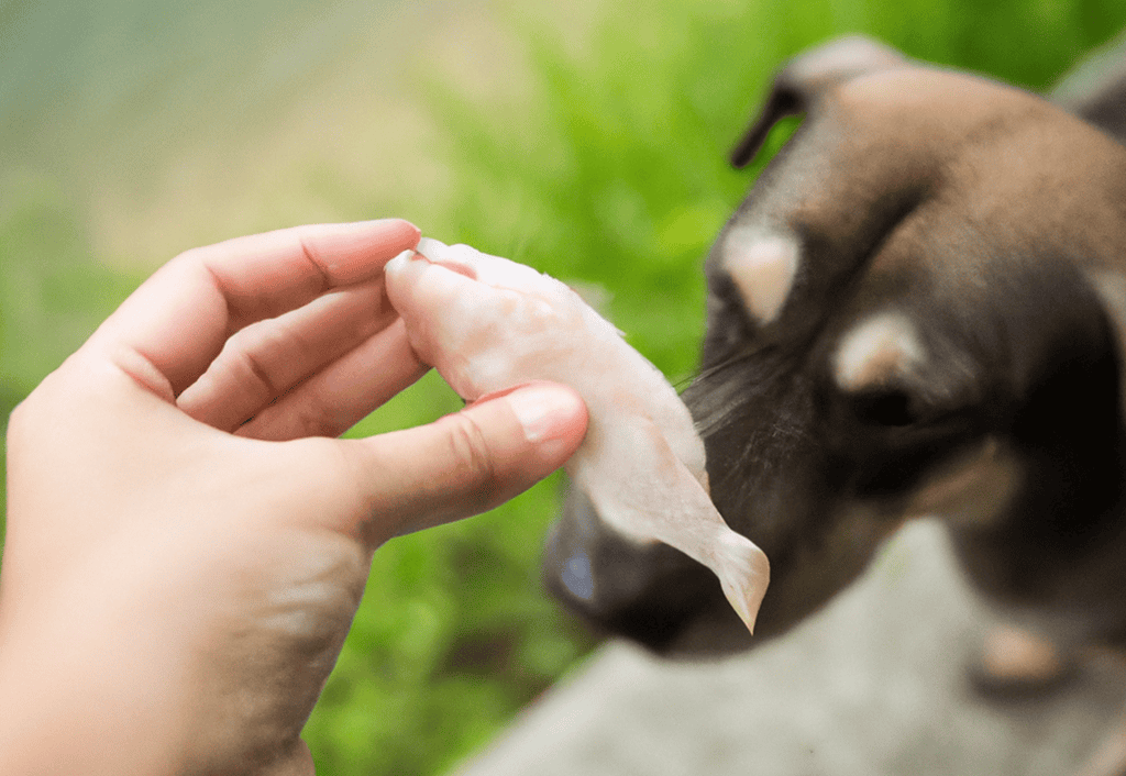 Gentle hand holding a rawhide treat to a curious dog in an outdoor setting.