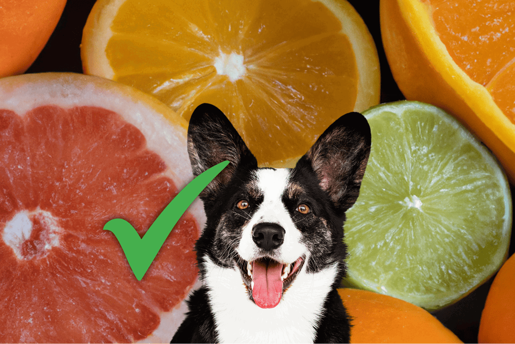 Fresh citrus fruits including orange, lime, grapefruit, and lemon with a smiling dog, emphasizing healthy and natural dog treats.