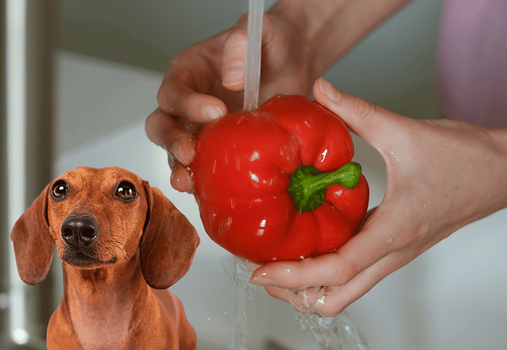 Close-up of hands washing a red bell pepper under running water, emphasizing pet-safe fresh food preparation.