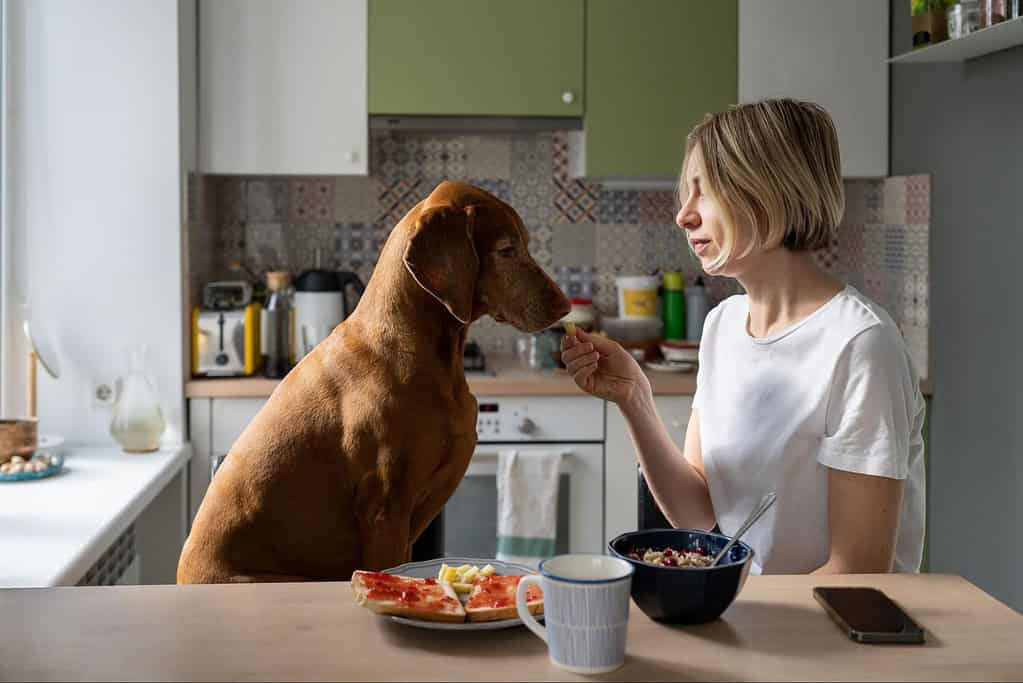 Adorable brown dog eating food from owner at kitchen counter.