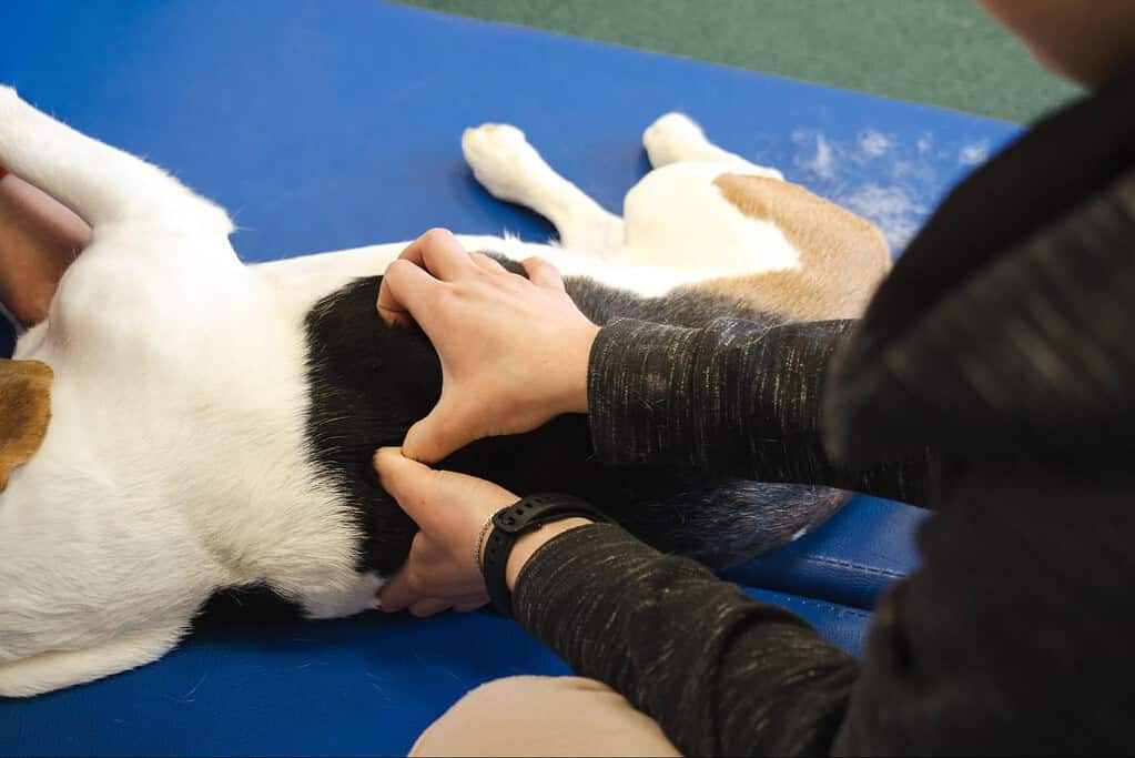Dog lying on a blue therapy mat during a vet visit for health check-up and calm therapy.