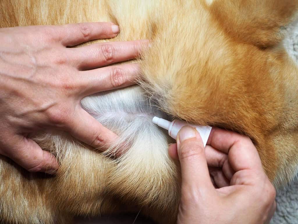 Dog vaccination being administered to a dog by a veterinarian.