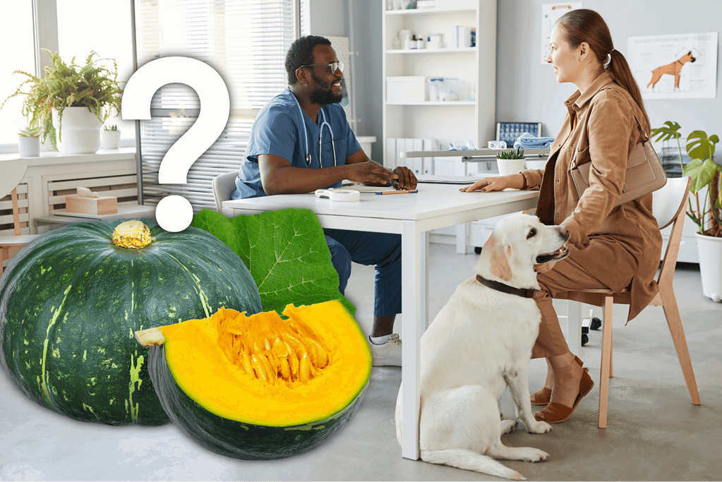 A veterinarian consults a pet owner with her dog in a bright, modern clinic. Pumpkin imagery highlights pet health and wellness.