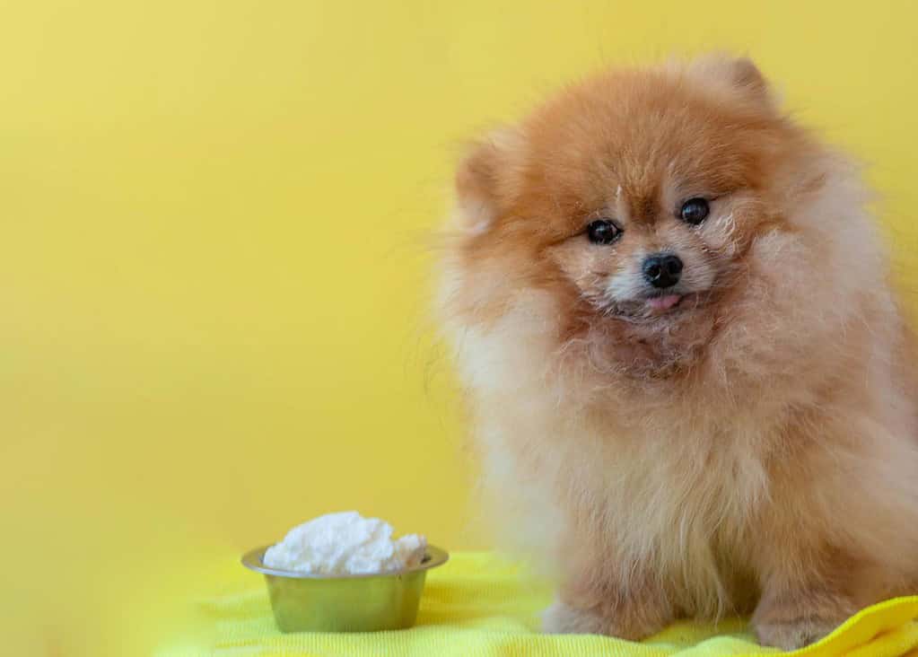 Adorable Pomeranian doggie looking at the camera with a bowl of food on bright yellow background.