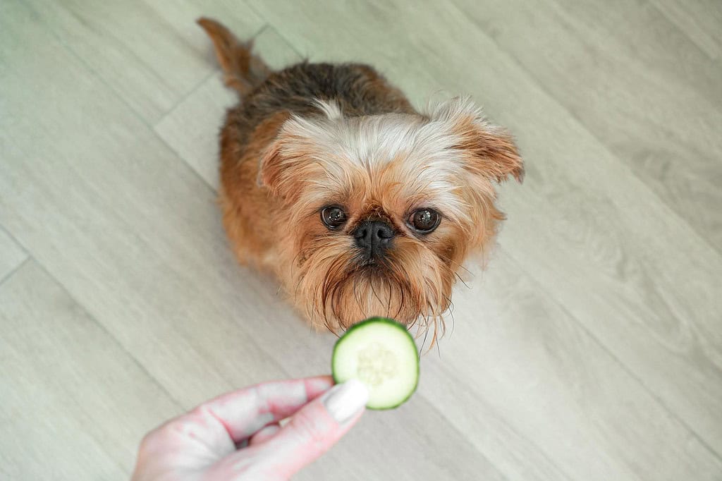 Adorable small dog waiting for treat from hand.