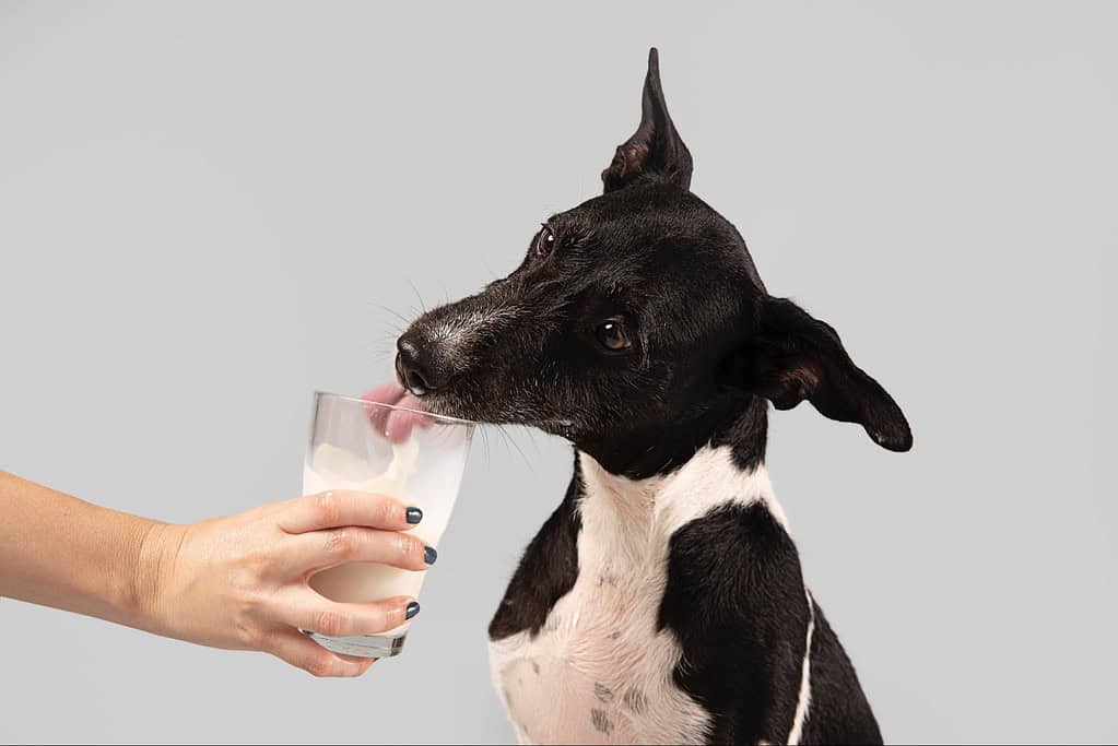 Dog drinking milk from a glass, showcasing pet care and nutrition services offered by Dogfix.com.
