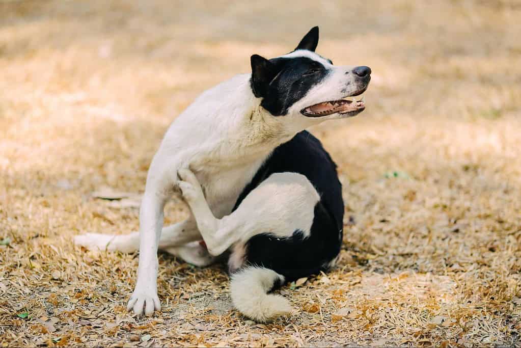 Cute black and white dog smiling on dry leaves.