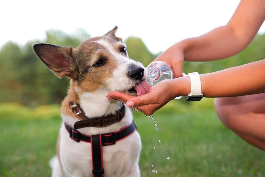 Dog drinking water from a bottle during outdoor activity.