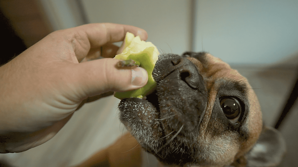 Close-up of a dog enjoying a bite of apple, showcasing nutritional dog treats, healthy pet eating habits, and tips for dog care.