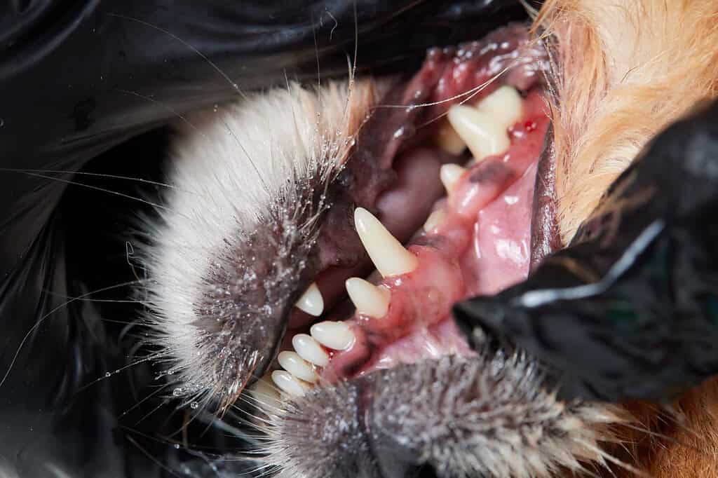 Close-up of a dog's open mouth displaying teeth and gums, emphasizing canine dental care.