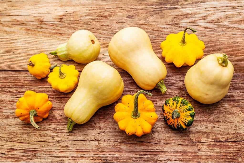 Bright yellow and creamy white mini pumpkins on rustic wooden background.