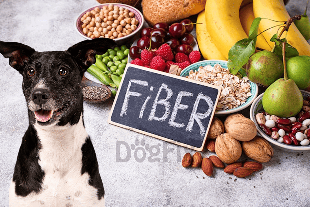 Healthy dog with fiber-rich food options, promoting digestion.