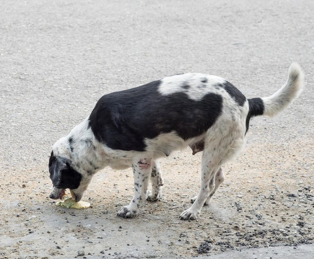 Dog on ground eating food, black and white coat, outdoor setting.