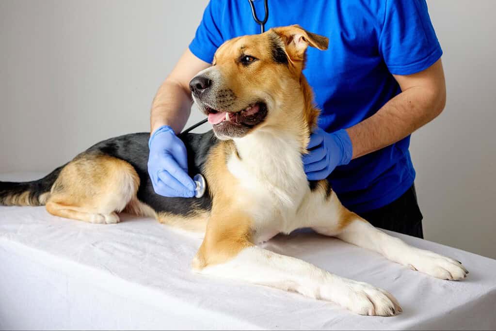 Vet checks for dogs in a clinical setting, dog being examined with stethoscope, veterinary care for pets.