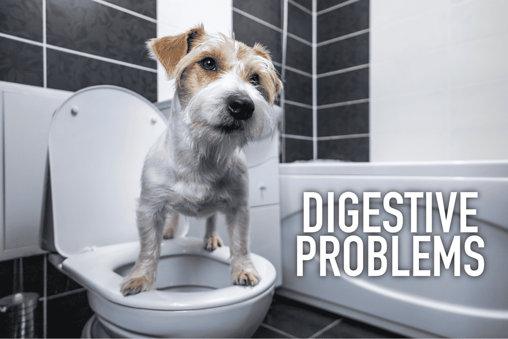 Alt text: Adorable small dog standing on toilet in bathroom, concerned about digestion.