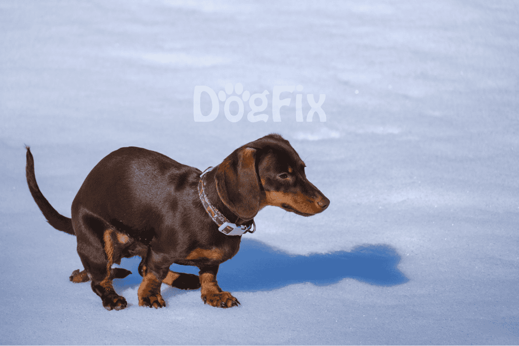Adorable brown dachshund puppy exploring snow, showcasing dog-friendly outdoor activities.