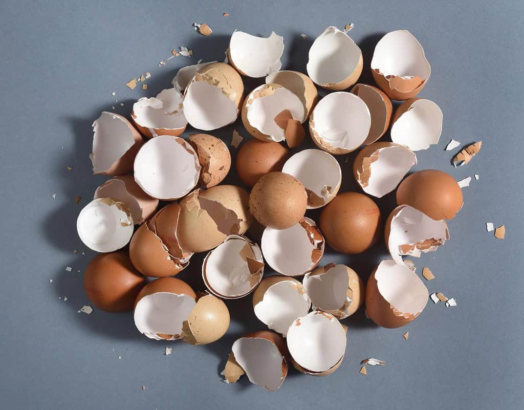 Broken eggshells, used for compost or animal diet, scattered on a blue background.