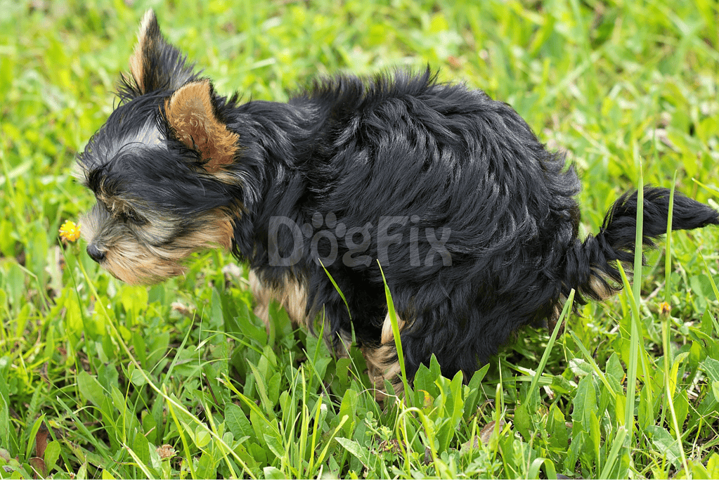 Adorable Yorkie puppy exploring lush green grass outdoors.