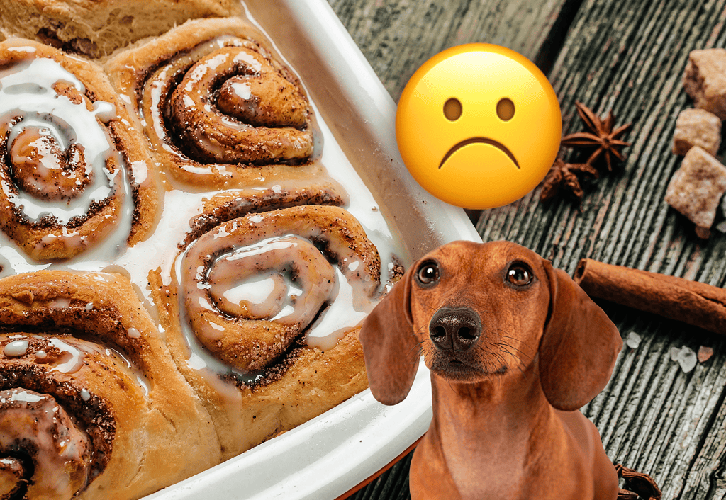 Close-up of cinnamon rolls with icing, a dachshund dog, and a sad emoji on wooden background.