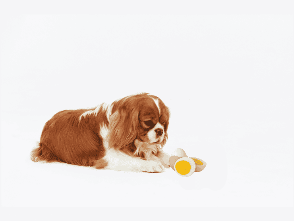Adorable cavilier king charles puppy with toy in a bright, minimal setting.