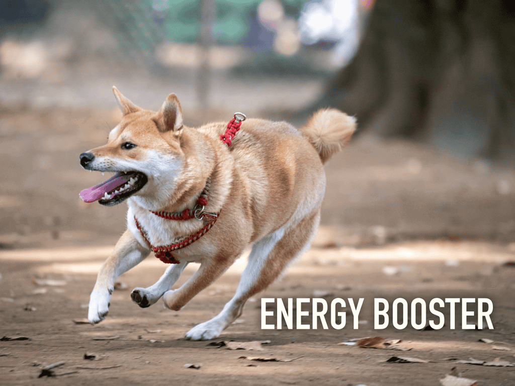 Energy Booster and Digestive Aid