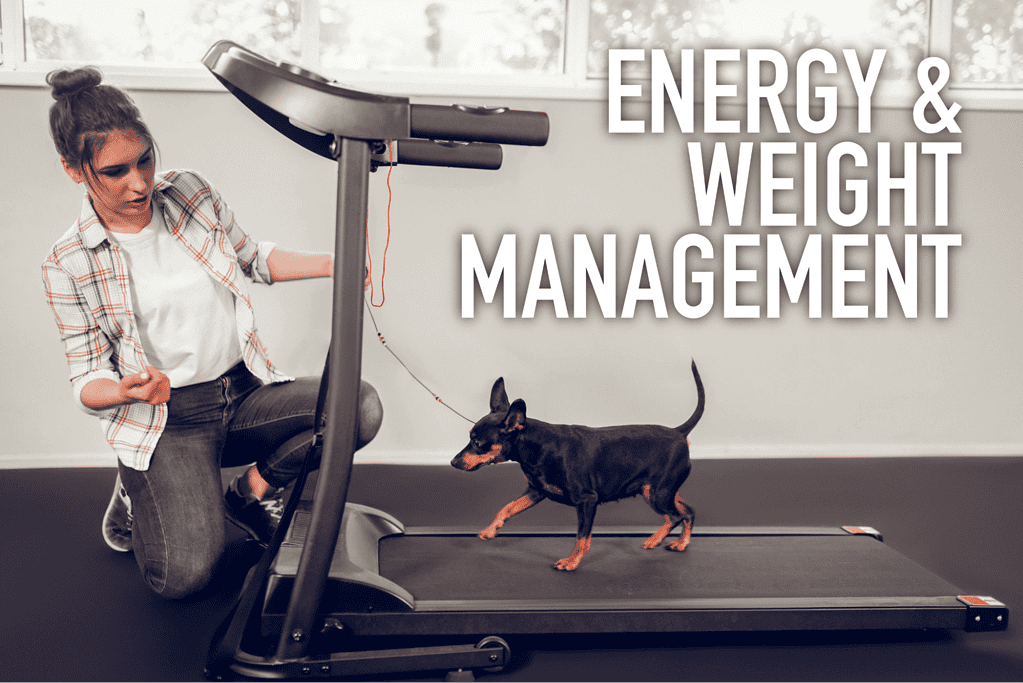 Dog walking on treadmill for fitness and wellness.