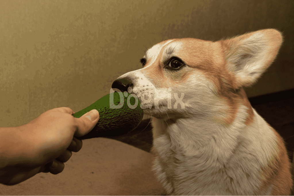 FAQ Unleashed Let's Break Down the Avo-Dog Dilemma!