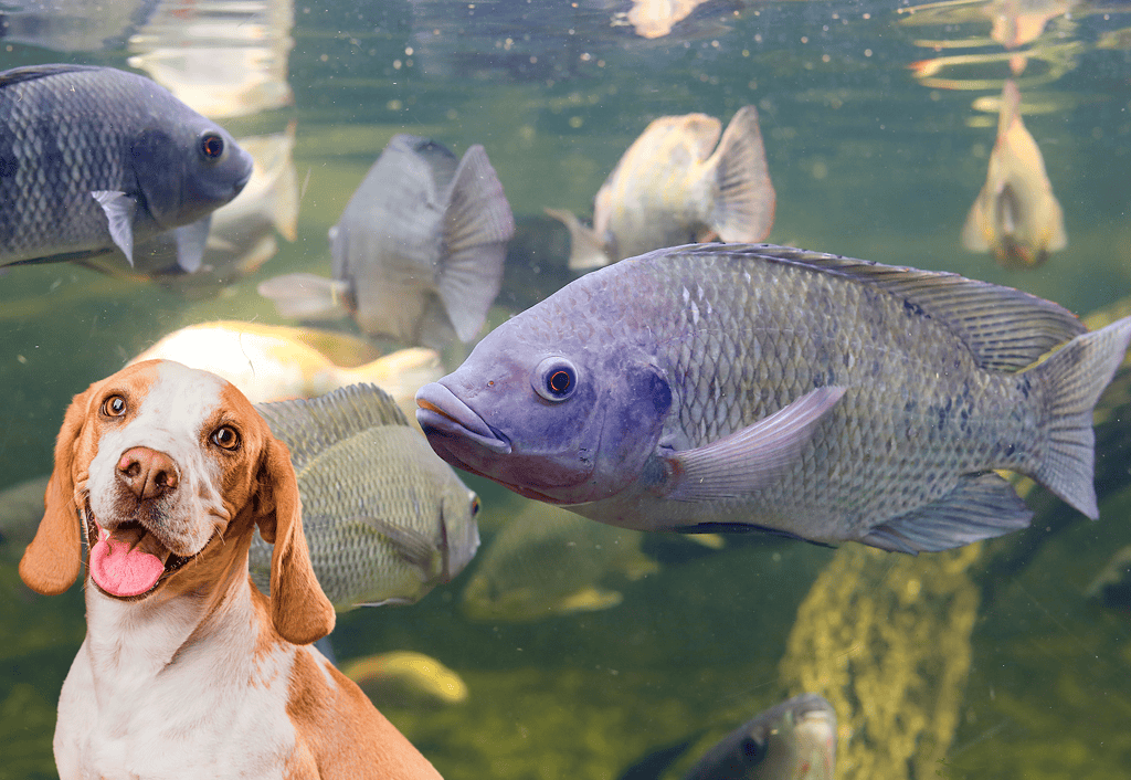 Colorful fish swimming with playful dog prop in the background.