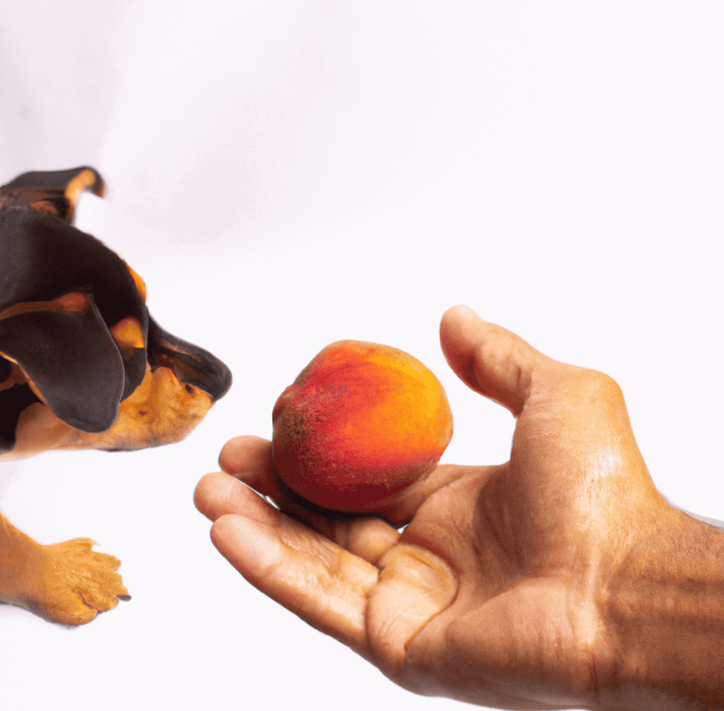 Feeding Peaches to Dogs A Guide to Safe Snacking