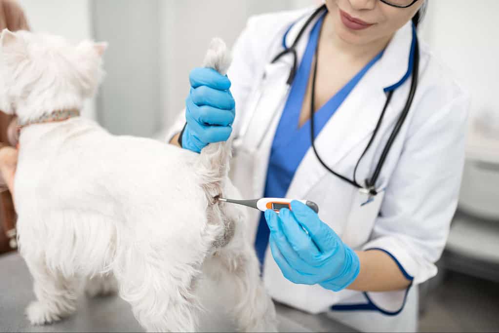 Vet examines dog with digital thermometer in clinic.
