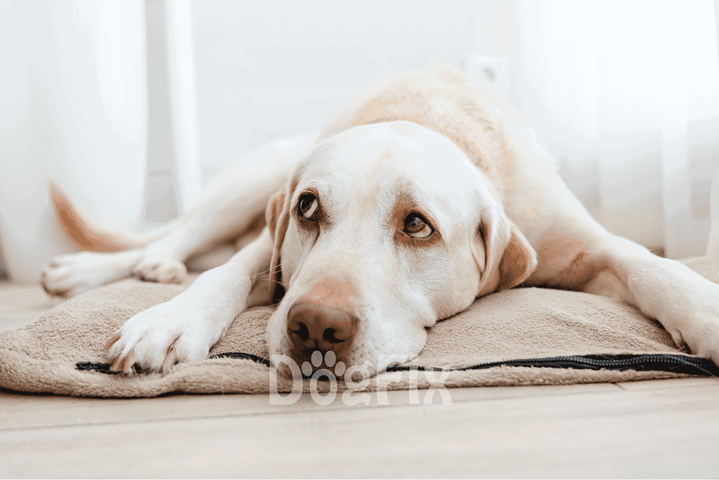 Dog lying peacefully on soft dog bed in bright, homey space.