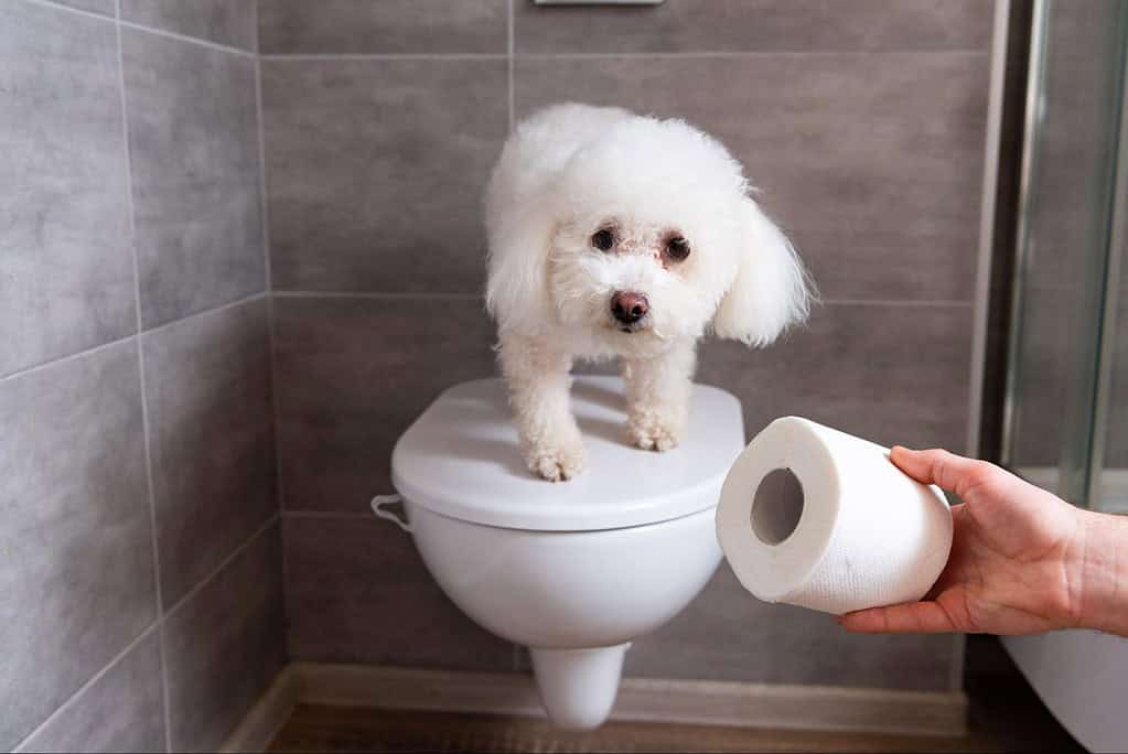 Small dog on bathroom toilet with toilet paper roll for cleaning and hygiene.