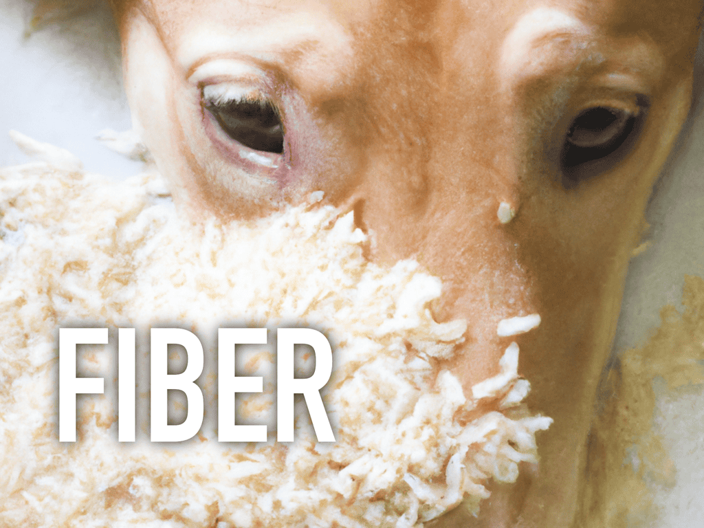 Dog with food and fiber elements.