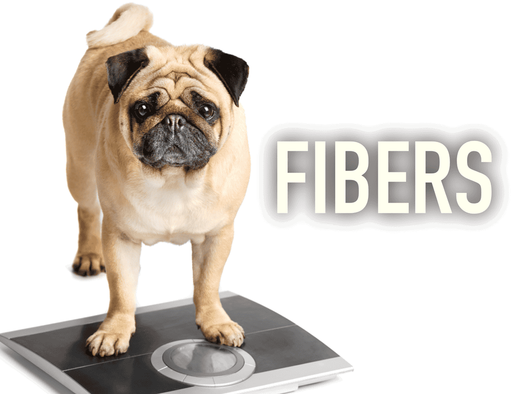 Dog weighing scale with pug dog, emphasizing dietary health and fiber intake for dogs.