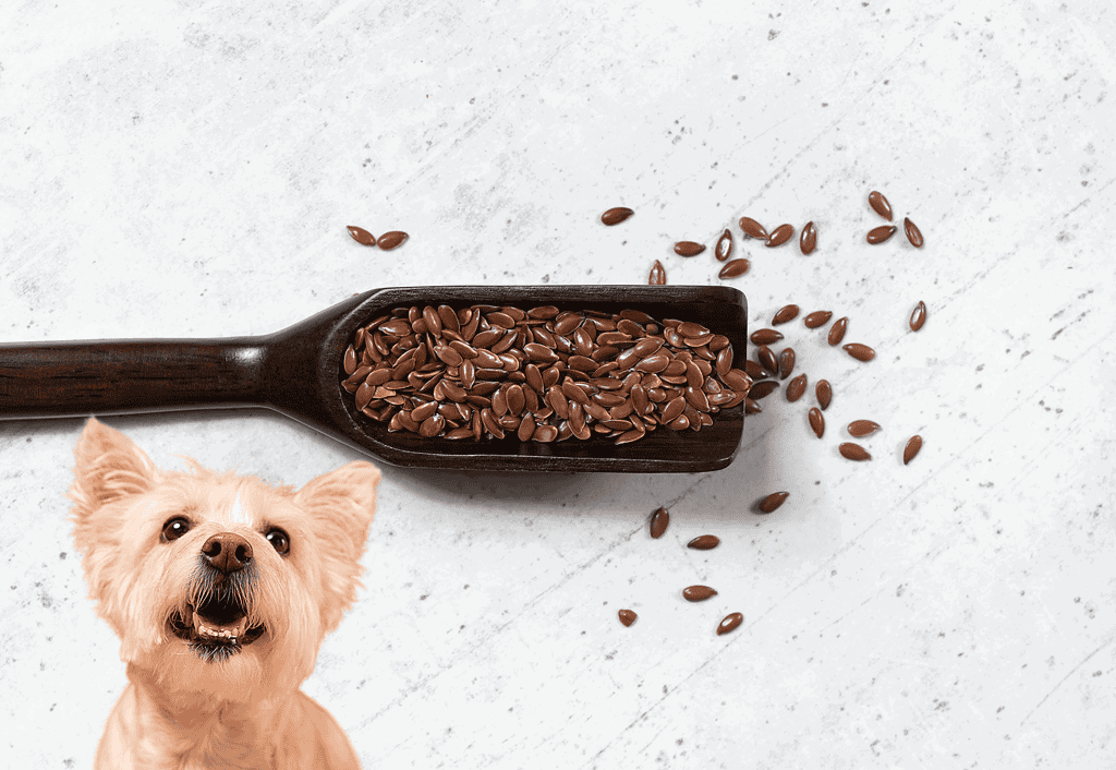 Dog treat with chocolate flakes and a happy dog.