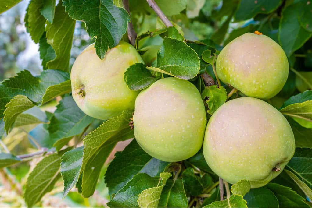 Fresh green apples hanging on tree branch in orchard.