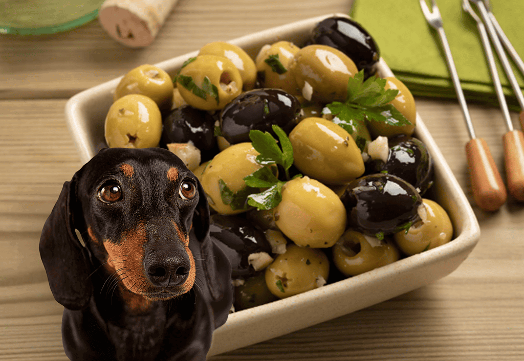Olive dish for dogs.