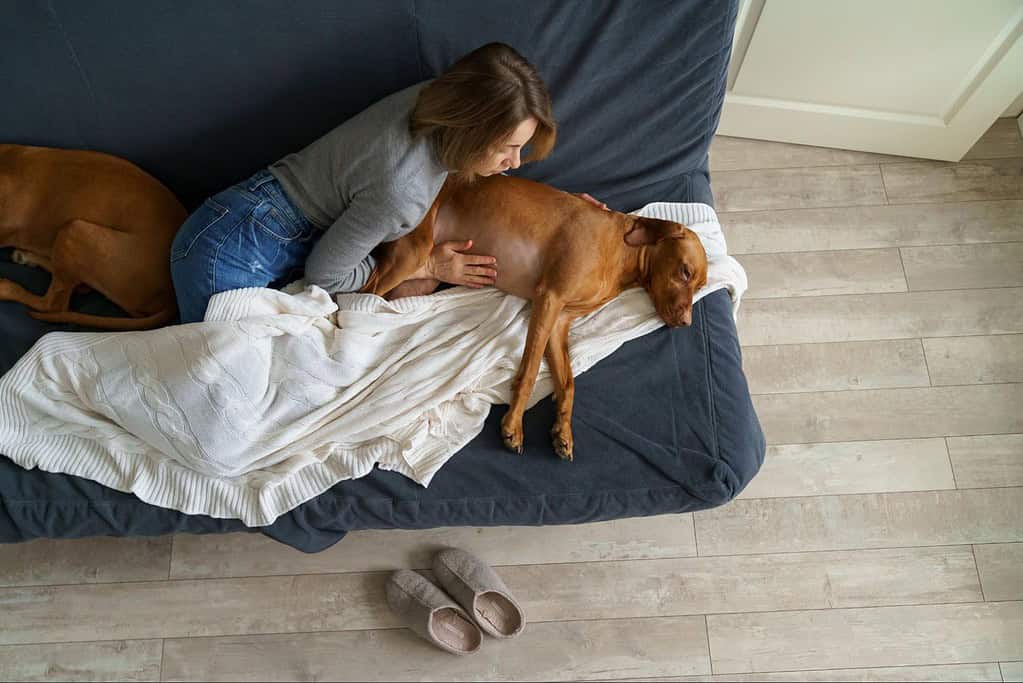 Comfortable dog care at home with loving owner.