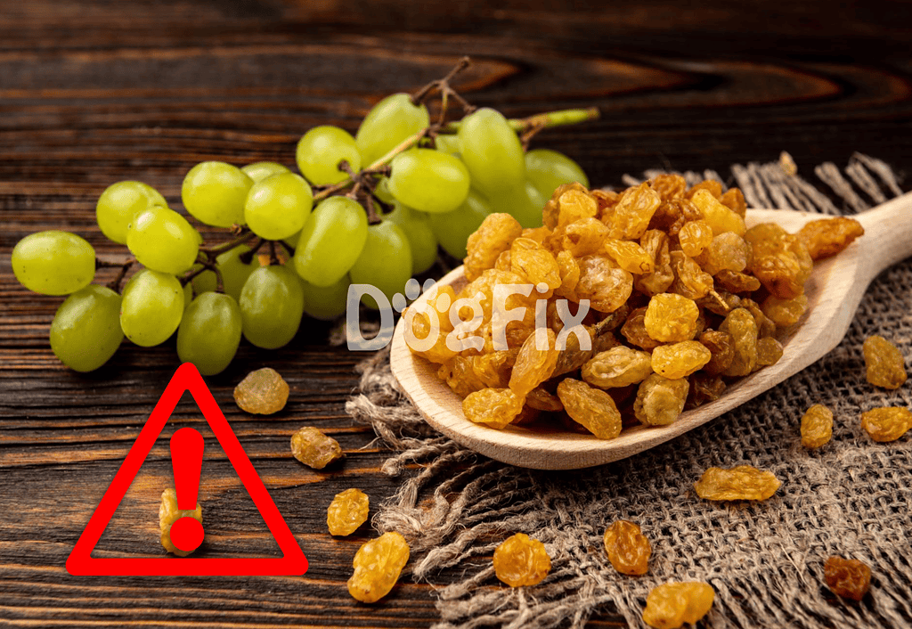Grapes and raisins can be toxic to dogs; avoid feeding them to keep your pet safe and healthy.