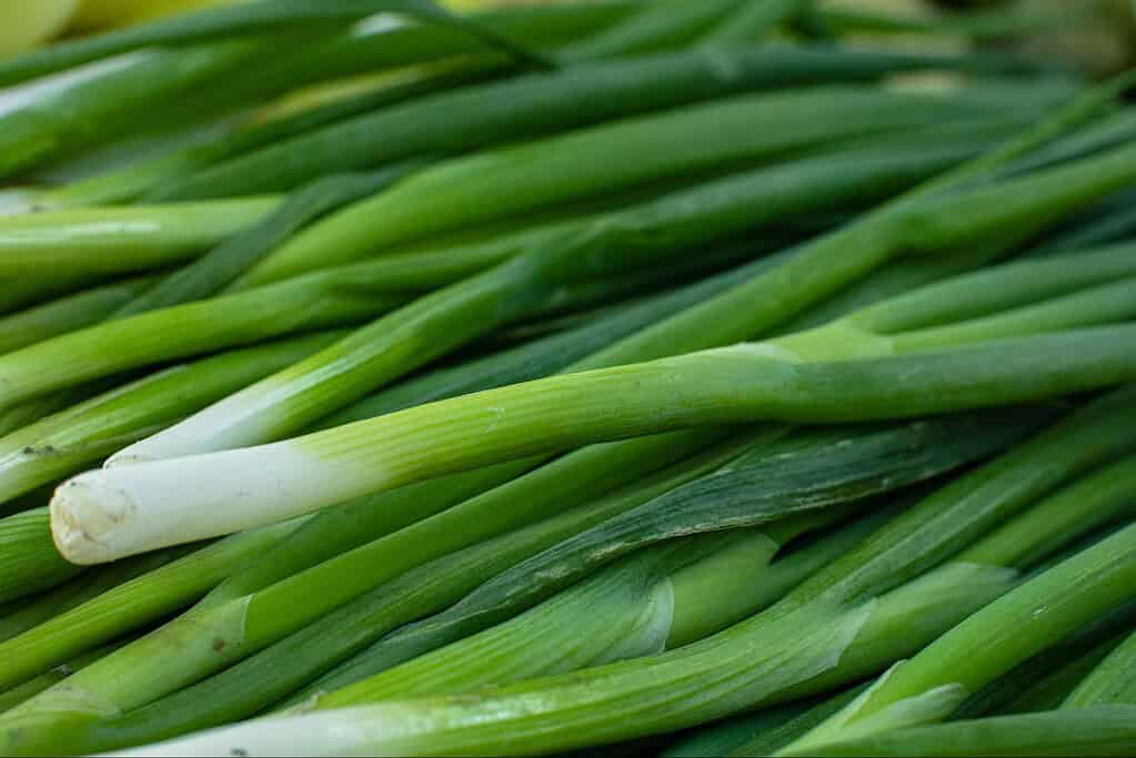 Bright green fresh green onions, perfect for enhancing pet diets and healthy ingredients.