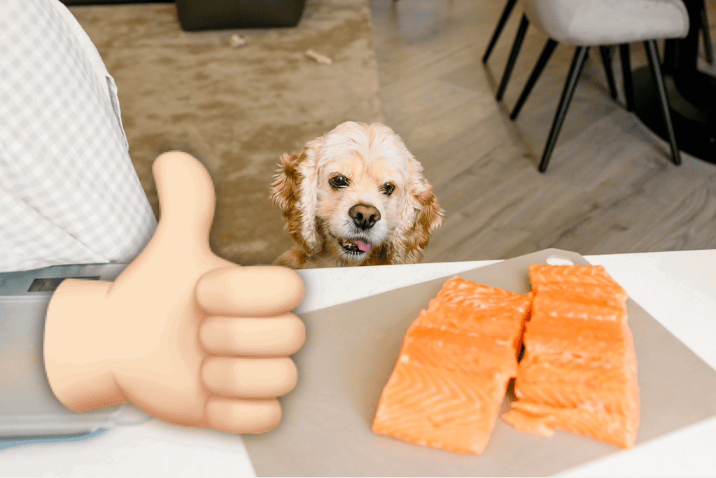 Adorable dog looking at salmon, highlighting healthy pet food options.
