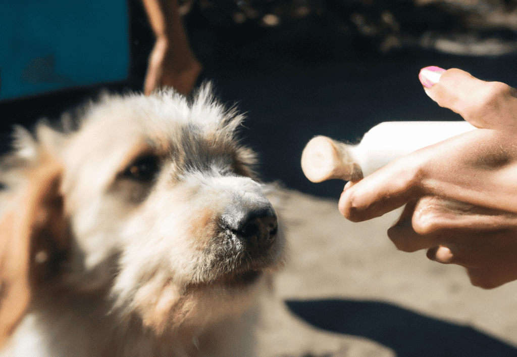 Cute dog puppy receiving treat.
