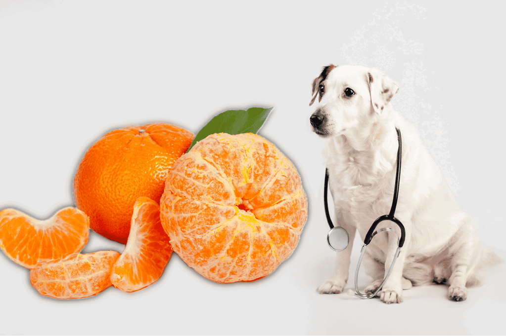 Health Benefits of Cuties for Dogs