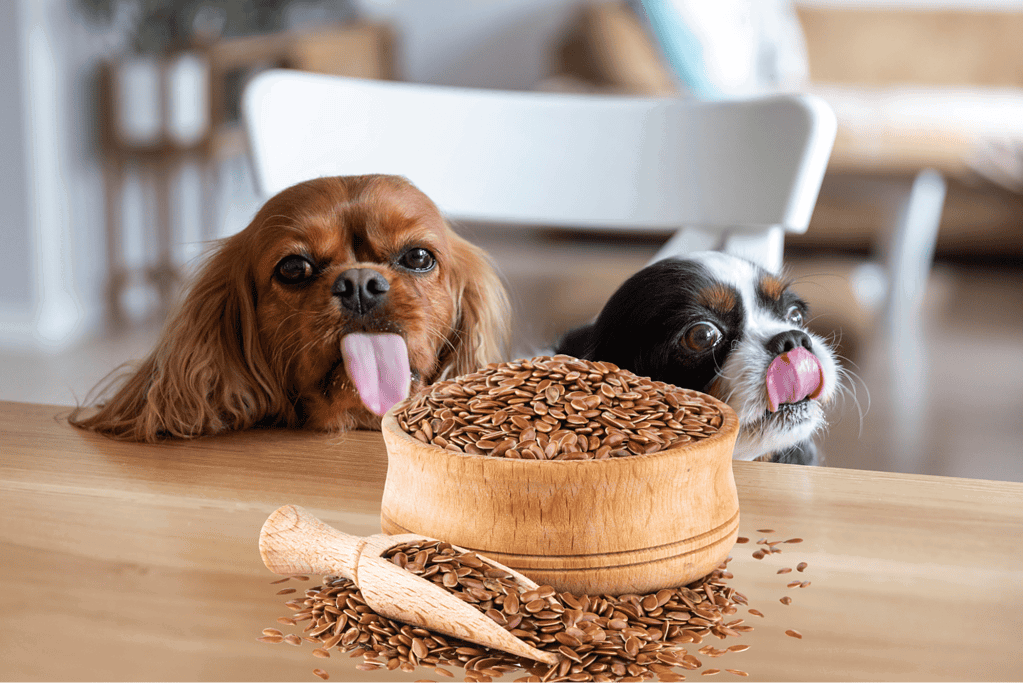 Adorable dogs licking their lips near a bowl of dog-friendly seeds on a wooden table.