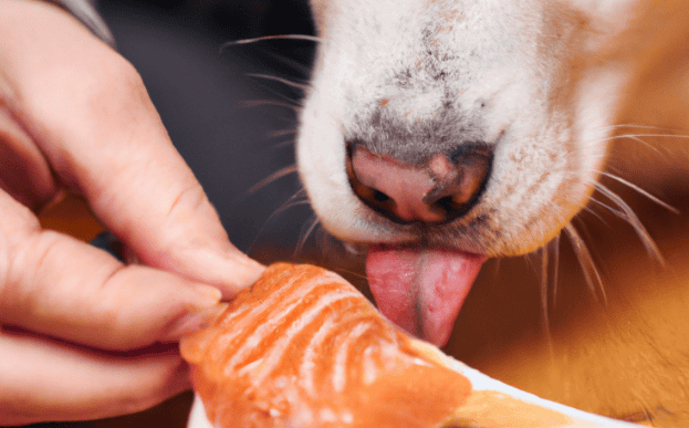 Close-up of a dog licking a salmon treat offered by a person, focusing on pet nutrition and treats.