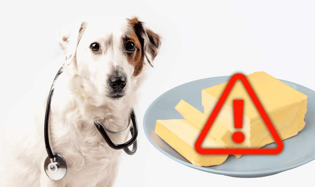 Dog with stethoscope and cheese with warning sign indicating potential allergy risk in dogs.