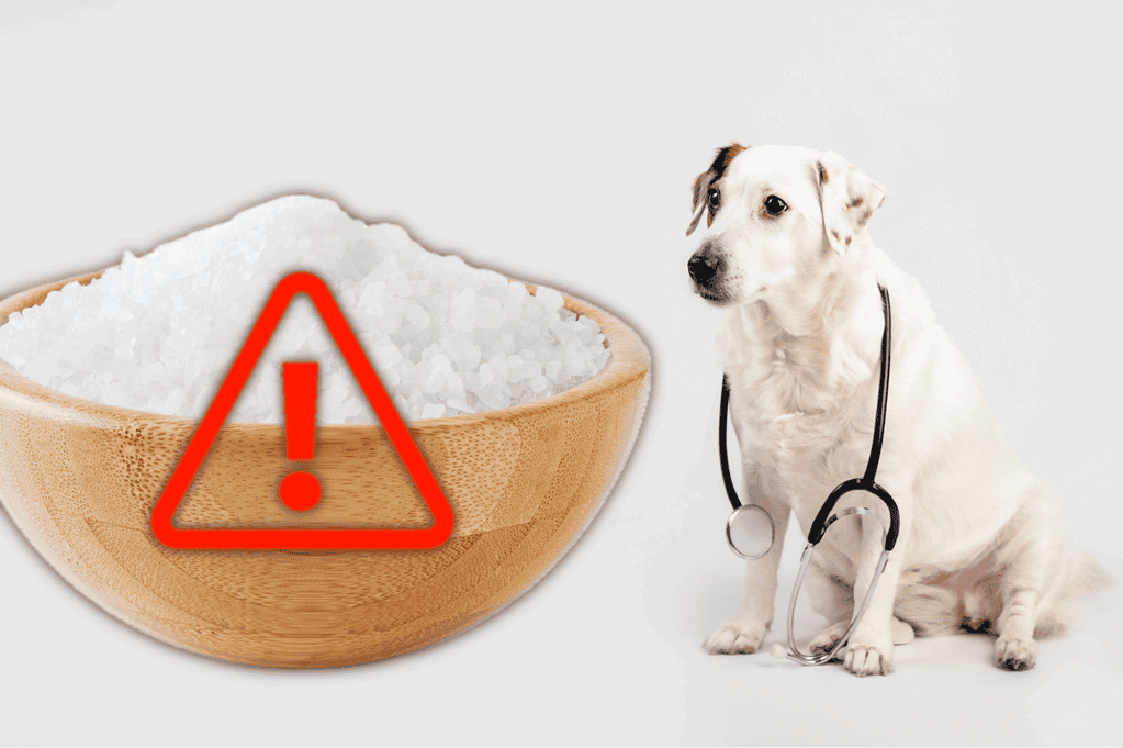 Dog and salt hazard warning for pets.