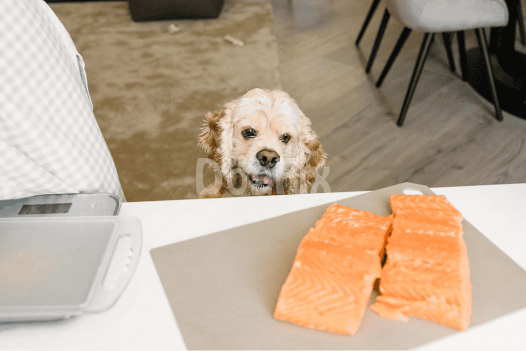 Dog eagerly waits for fresh salmon at the kitchen counter.